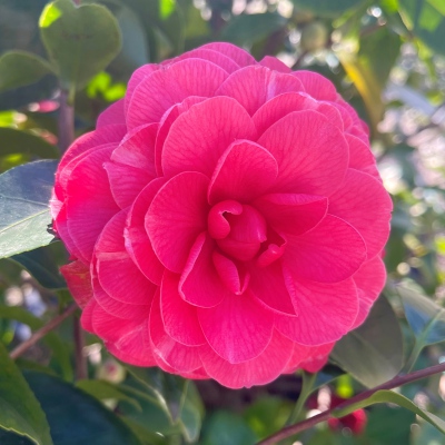 Prince Eugene Napoleon